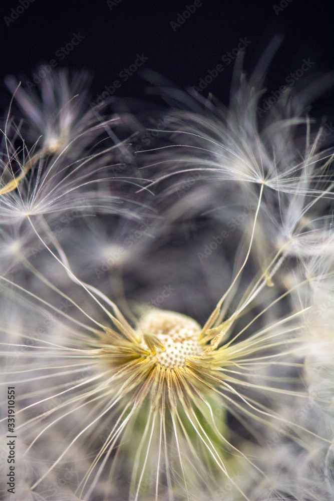 Naklejka premium closeup photograph of dandelion flower dropping delicate seeds