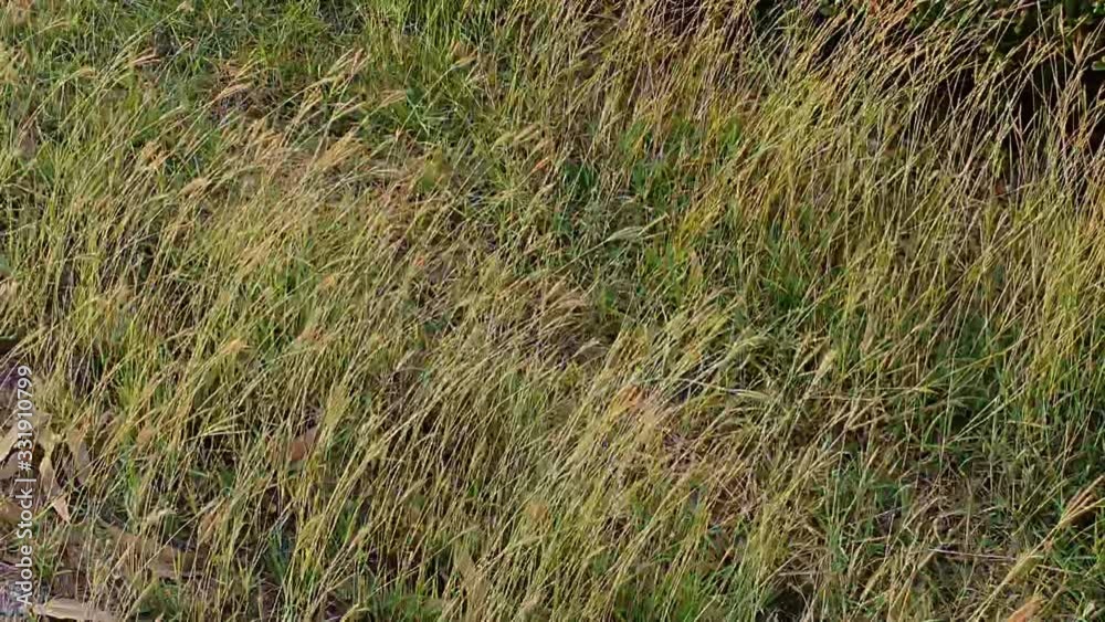 The wind blows through the grass growing along the side of the road. The wind blows through the grass growing along the side of the road.
