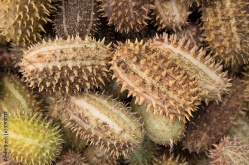 Decorative cucumbers  Ecballium elaterium  a Fragment of design  landscaping  home and interior landscaping.