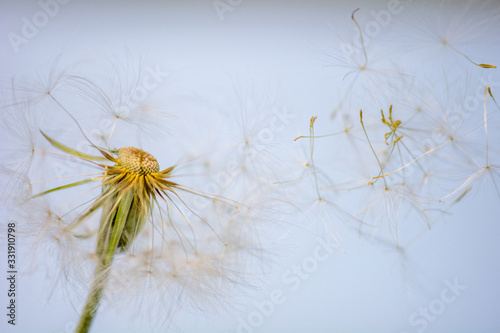 Fototapeta Naklejka Na Ścianę i Meble -  closeup photograph of dandelion flower dropping delicate seeds