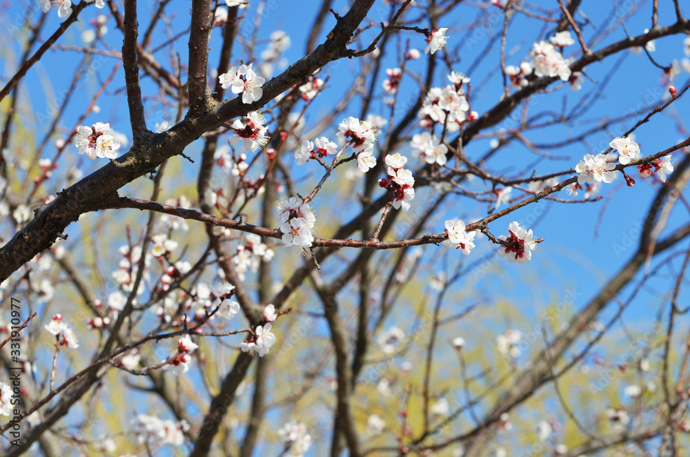 Brunch of sakura tree in spring, photo , blossom Brunch of sakura tree in spring, photo , blossom