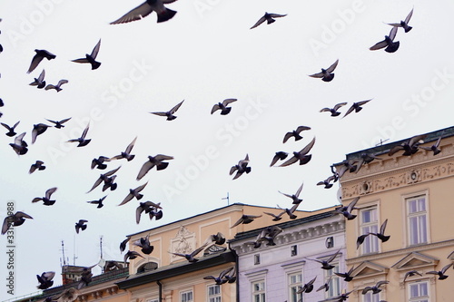 A flock of birds or pigeons flies over an old building in Krakow, Poland on the main square.