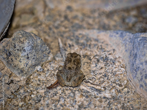 Frog Duttaphrynus arabicus, time of mating in water, Oman
