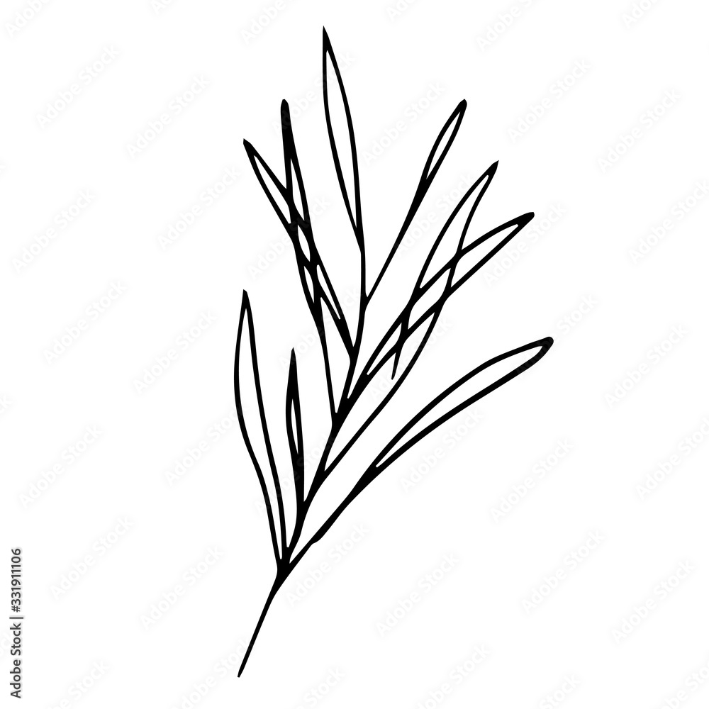 Single hand drawn exotic tropical leaf. In doodle style, black outline isolated on a white background. Cute element for cards, posters, social media banners, stickers. Vector illustration.