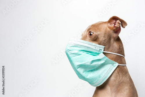 dog with coronavirus protection mask © Eduardo Lopez