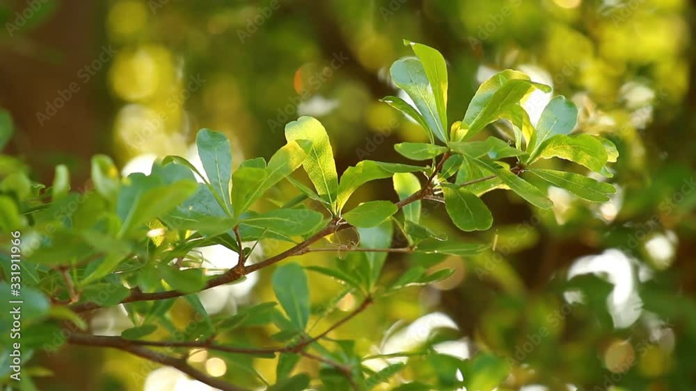 Leaves of tree with sunlight , Chiangmai Thailand Leaves of tree with sunlight , Chiangmai Thailand