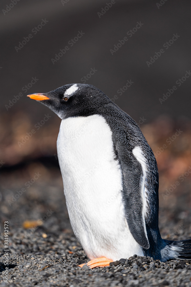 Naklejka premium Gentoo Penguin at Pendulum Cove on Deception Island in Antarctica