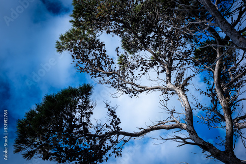 the tree on the on the coastline of the island of mallorca with the blue colored water of the Mediterranean Sea