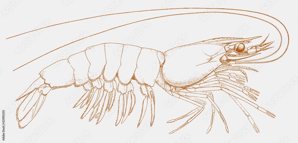 Atlantic white shrimp litopenaeus setiferus, prawn from east coast of North America