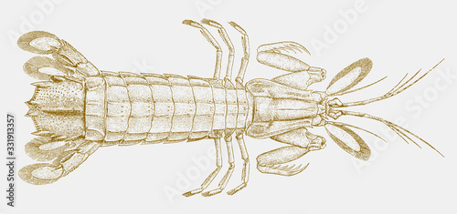 Mantis shrimp squilla empusa from coastal areas of the Western Atlantic Ocean in top view