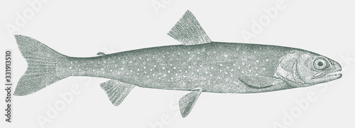 Sunapee or blueback trout, salvelinus alpinus oquassa, a popular game fish from north america, europe and asia in side view