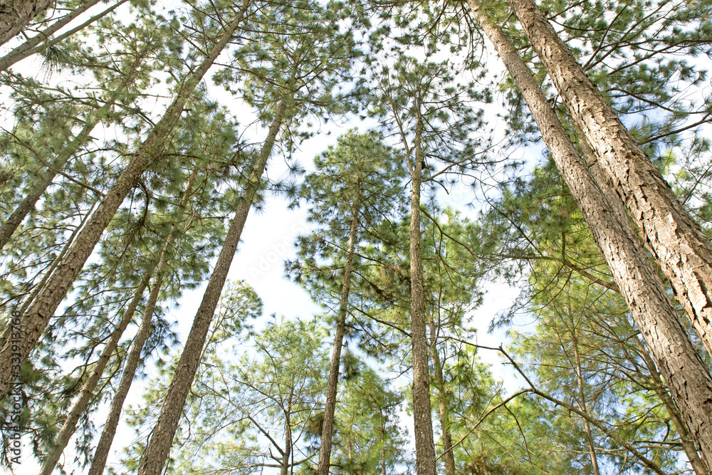 Fototapeta premium Beautiful pine trees on white background