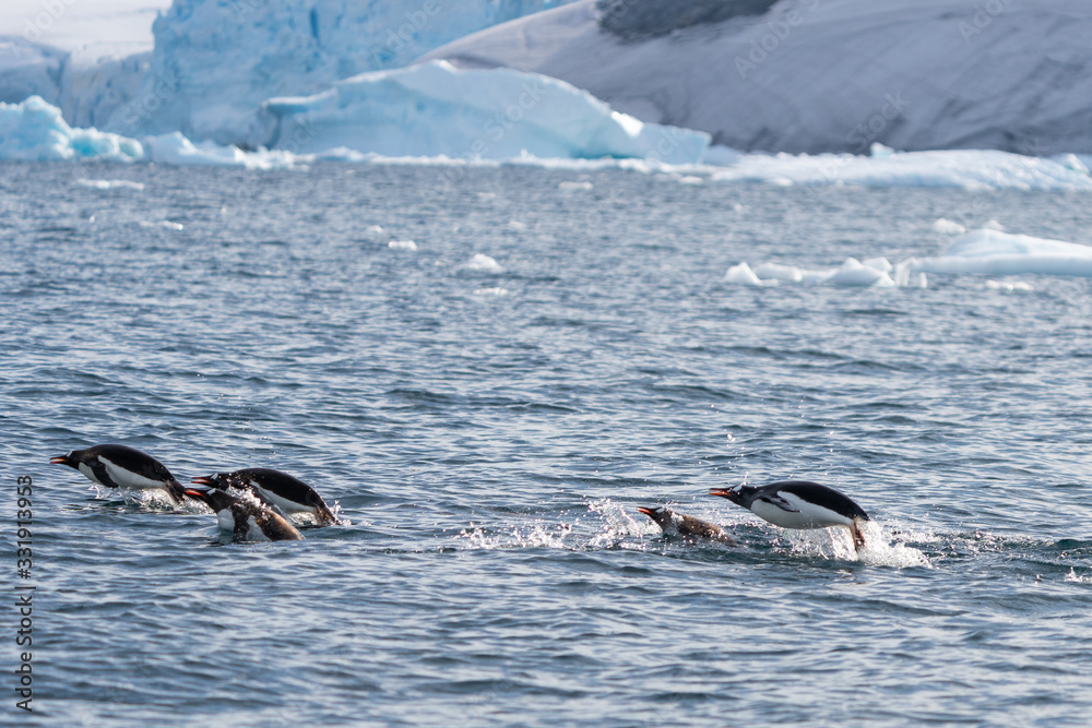 Obraz premium Porposing Gentoo Penguins in icy waters in Antarctica