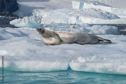 Crabeater Seal on a ice berg in Antarctica