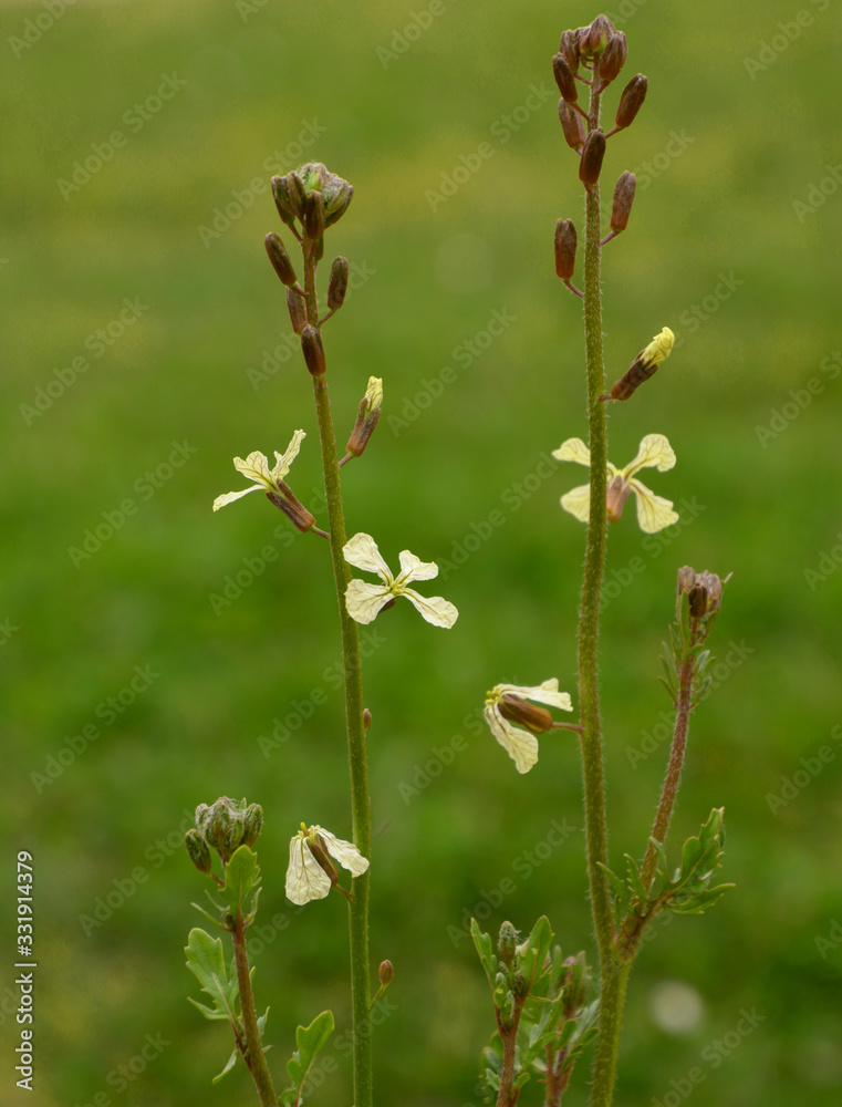 rocket salad flowers on a backdrop of blurred greens, rucola flowers in spice garden in spring rocket salad flowers on a backdrop of blurred greens, rucola flowers in spice garden in spring
