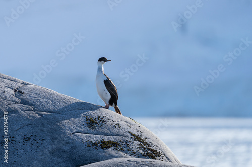 Imperial Shag in Antarctica