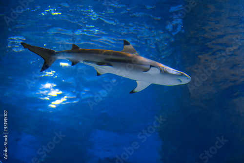 Blacktip shark (Carcharhinus limbatus) swimming in aquarium