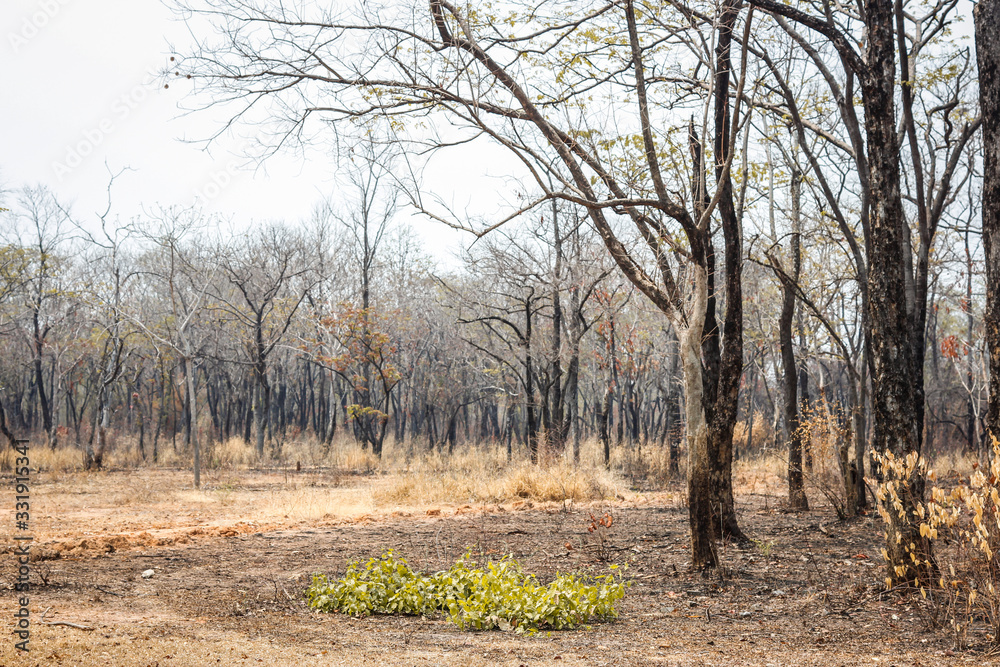 Drought in the dry forest. During the dry season in the northeast of Thailand. Southeast Asia Drought in the dry forest. During the dry season in the northeast of Thailand. Southeast Asia