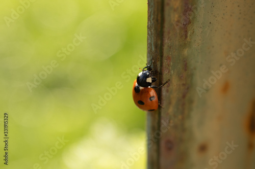 ladybug insect black point red color