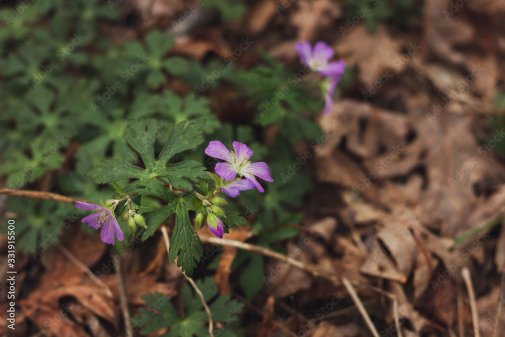 Primrose Primrose