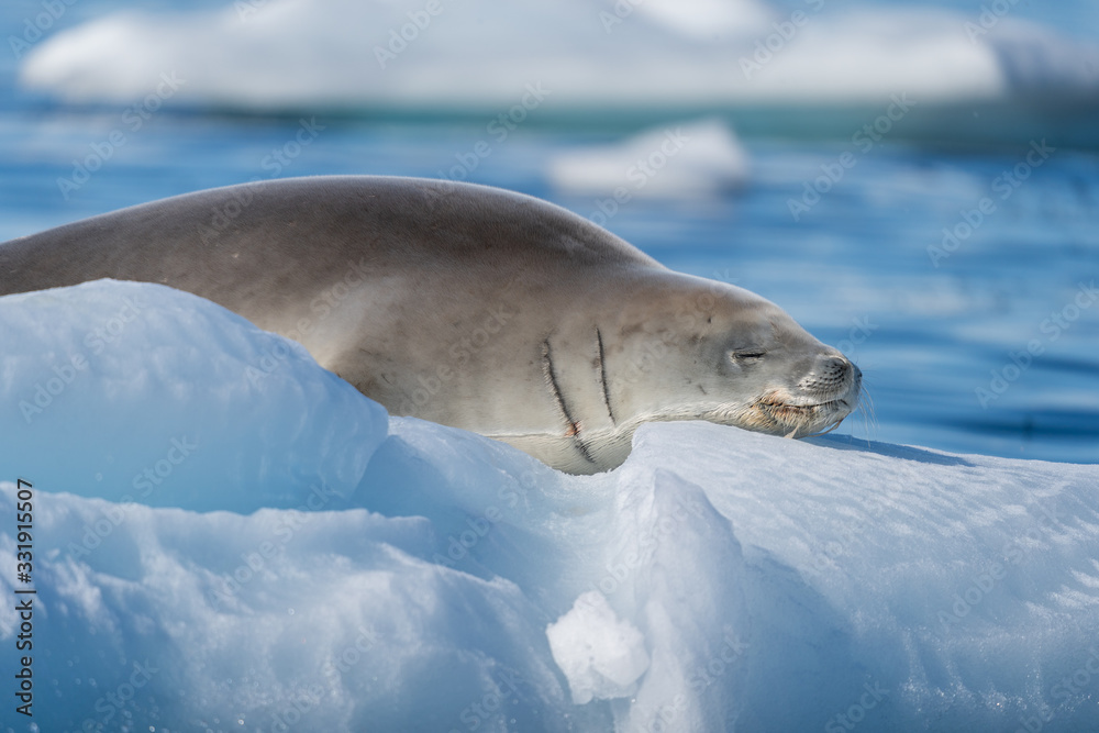 Fototapeta premium Crabeater Seal on a ice berg in Antarctica