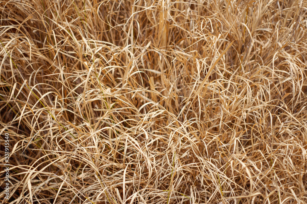dry yellow hay, grass Background. Summer concept. dry yellow hay, grass Background. Summer concept.