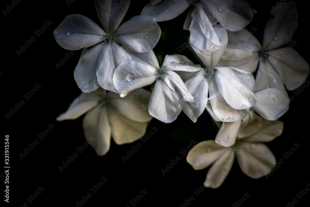 Obraz premium white flowers on black background