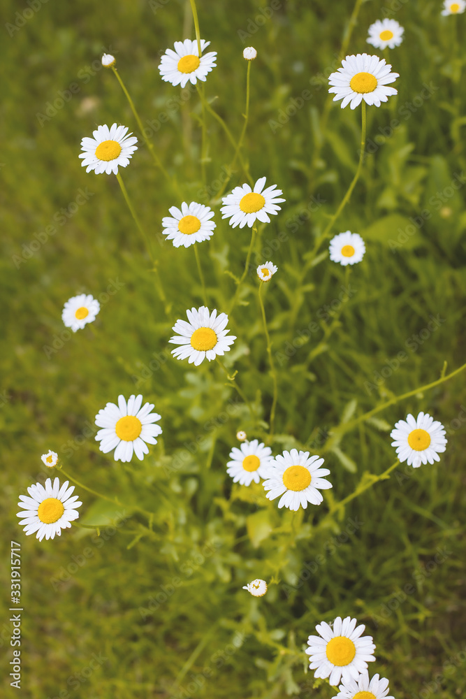 Fototapeta premium White Chamomile flowers on field. Beautiful summer nature scene. Blooming medical daisies flowers background, Alternative medicine - spring Daisy