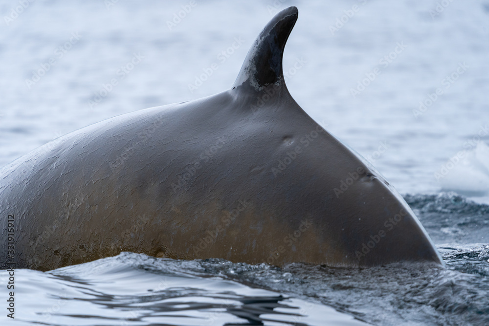 Fototapeta premium Mike Whale in Antarctica