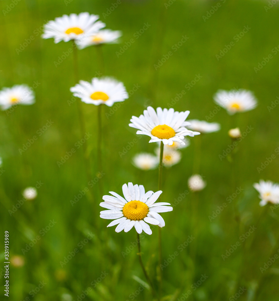 White Chamomile flowers on field. Beautiful summer nature scene. Blooming medical daisies flowers background, Alternative medicine - spring Daisy White Chamomile flowers on field. Beautiful summer nature scene. Blooming medical daisies flowers background, Alternative medicine - spring Daisy