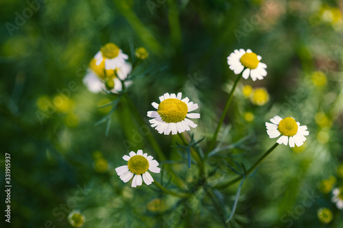 White Chamomile flowers on field. Beautiful summer nature scene. Blooming medical daisies flowers background, Alternative medicine - spring Daisy