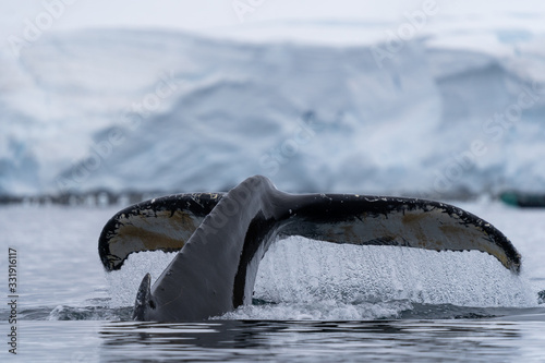 Φωτογραφία Humpback Whale in Antarctica