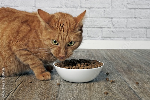 Angry ginger cat makes a funny face beside a food bowl. 