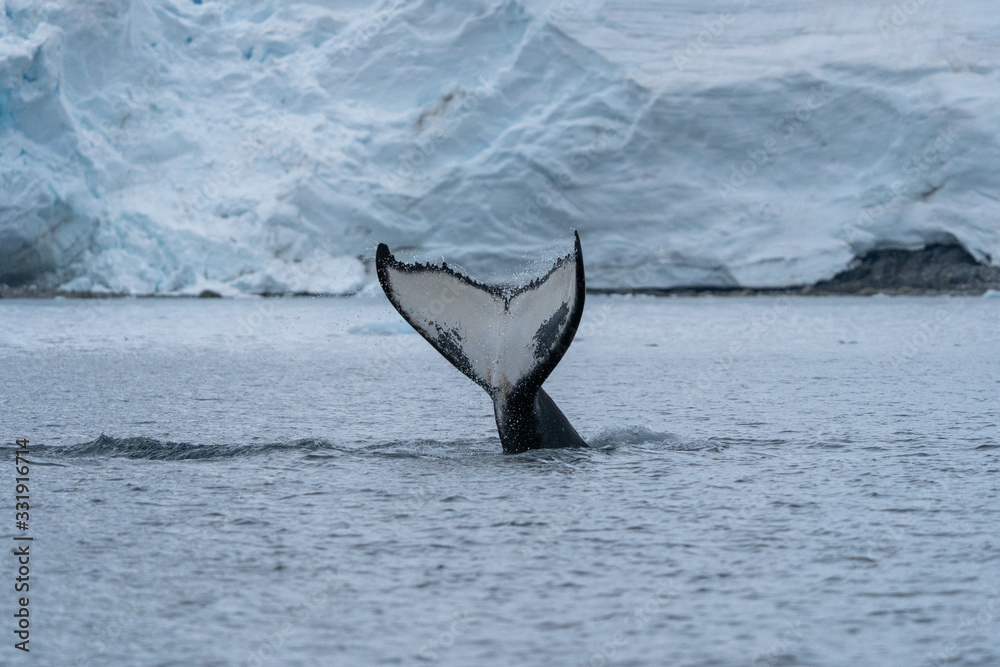 Fototapeta premium Humpback Whale in Antarctica