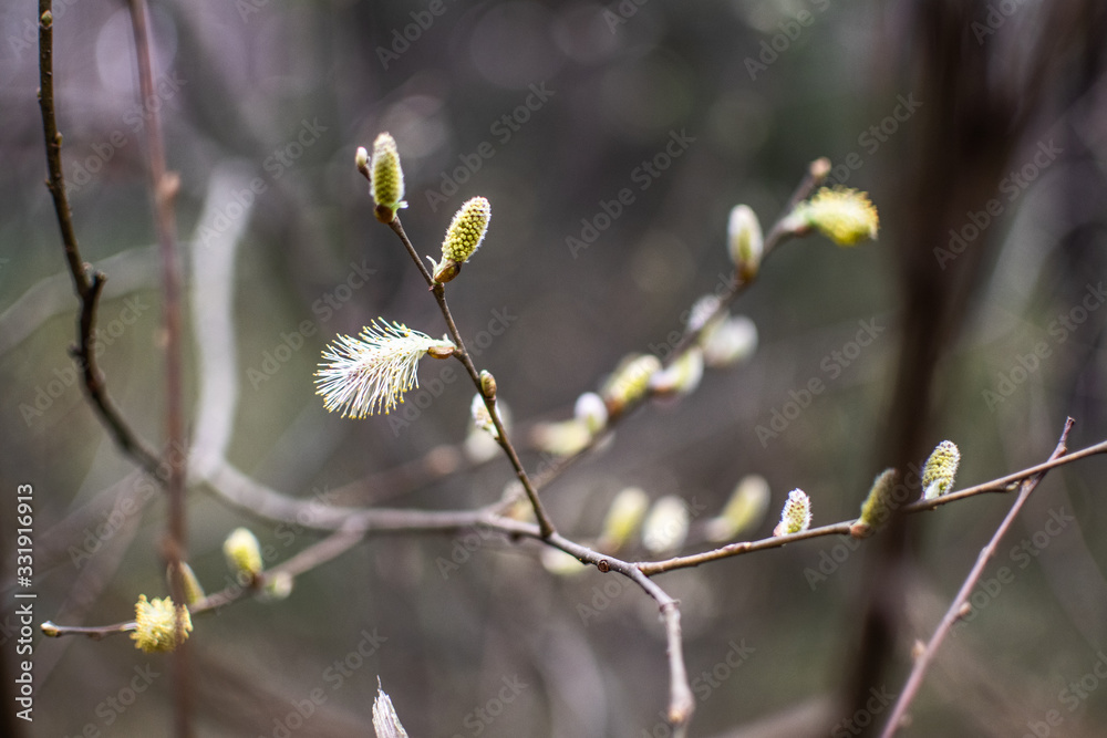 Sprong blossom Sprong blossom