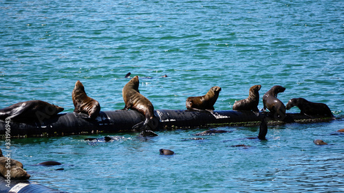 Wild seals laying in the sun of South Africa harbour floating tube