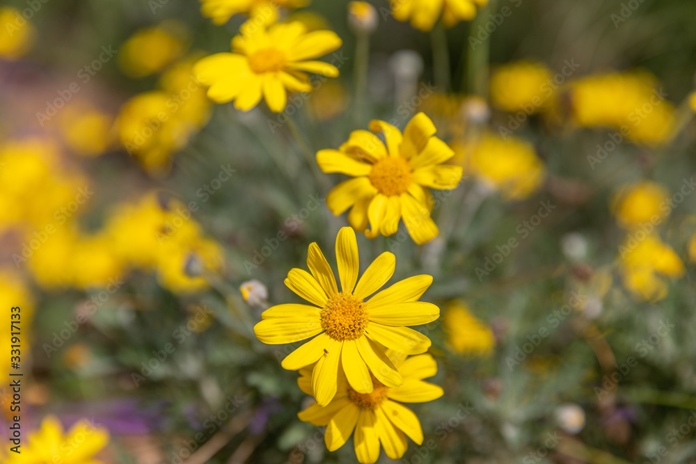 Gtoup of yellow chrysanthemum coronarium Gtoup of yellow chrysanthemum coronarium