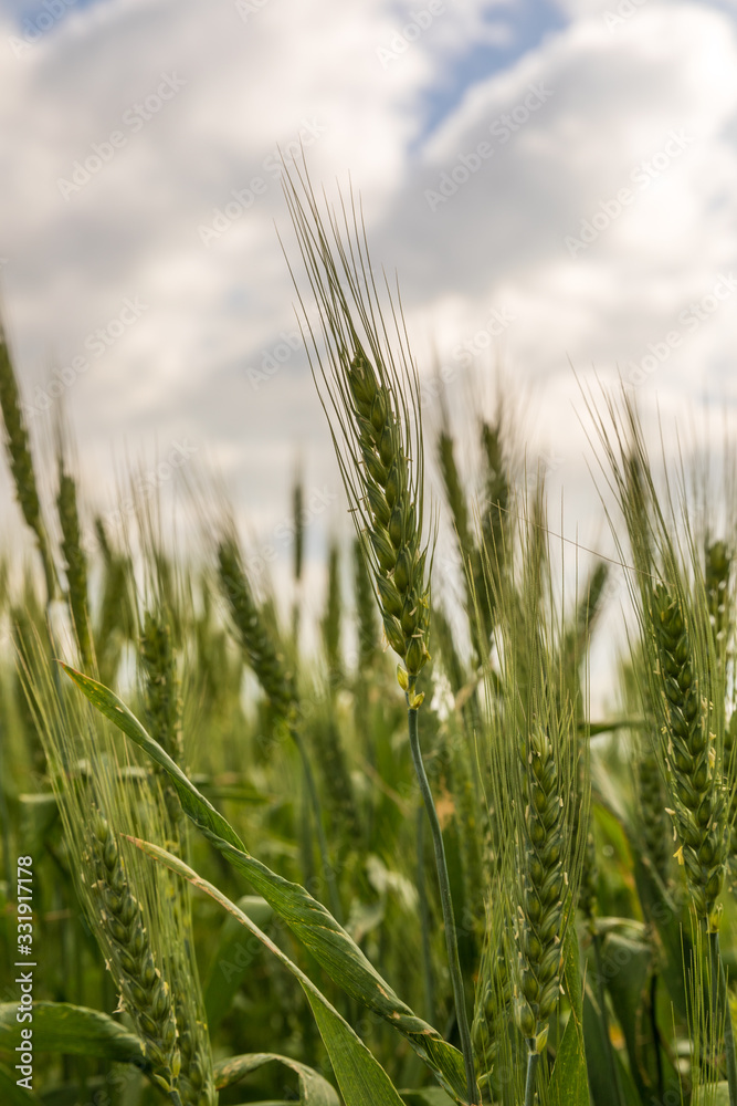 Close-up view of a green unripe wheat ears Close-up view of a green unripe wheat ears