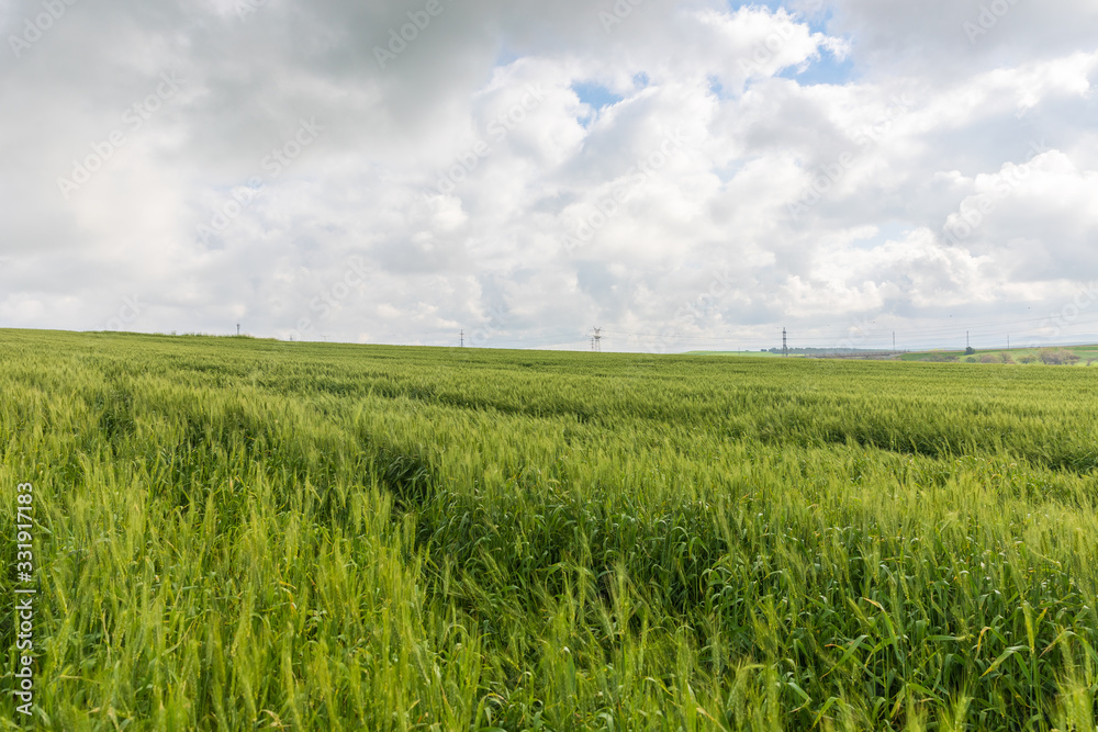 Wide field of green unripe wheat ears