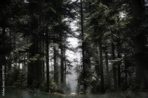 Dunkler mystischer Wald 