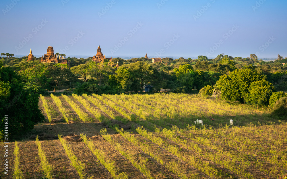 Burmese agriculture scene. Wide ploughed field at  Bagan archaeological site with ancient temples in the background.