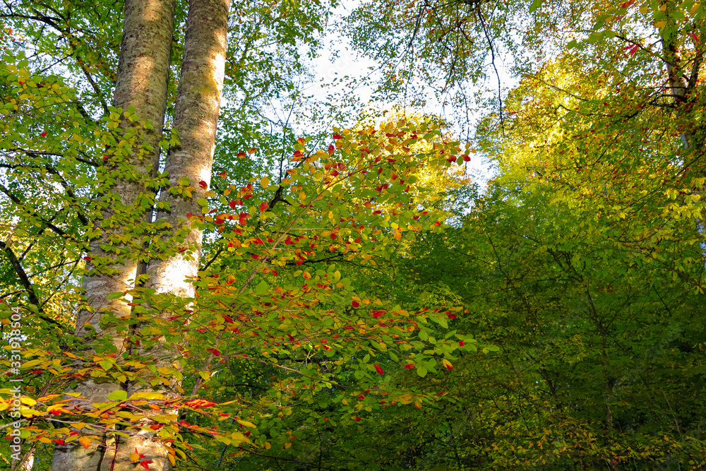 Fototapeta premium autumn leaves in forest