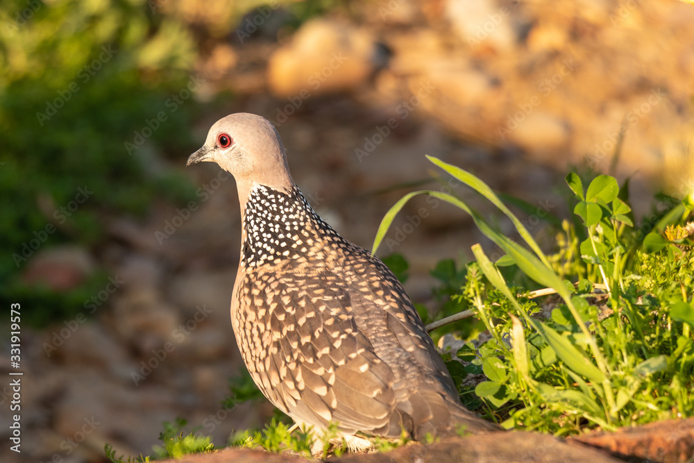 Spotted dove sitting on surface, blur background, close-up Spotted dove sitting on surface, blur background, close-up
