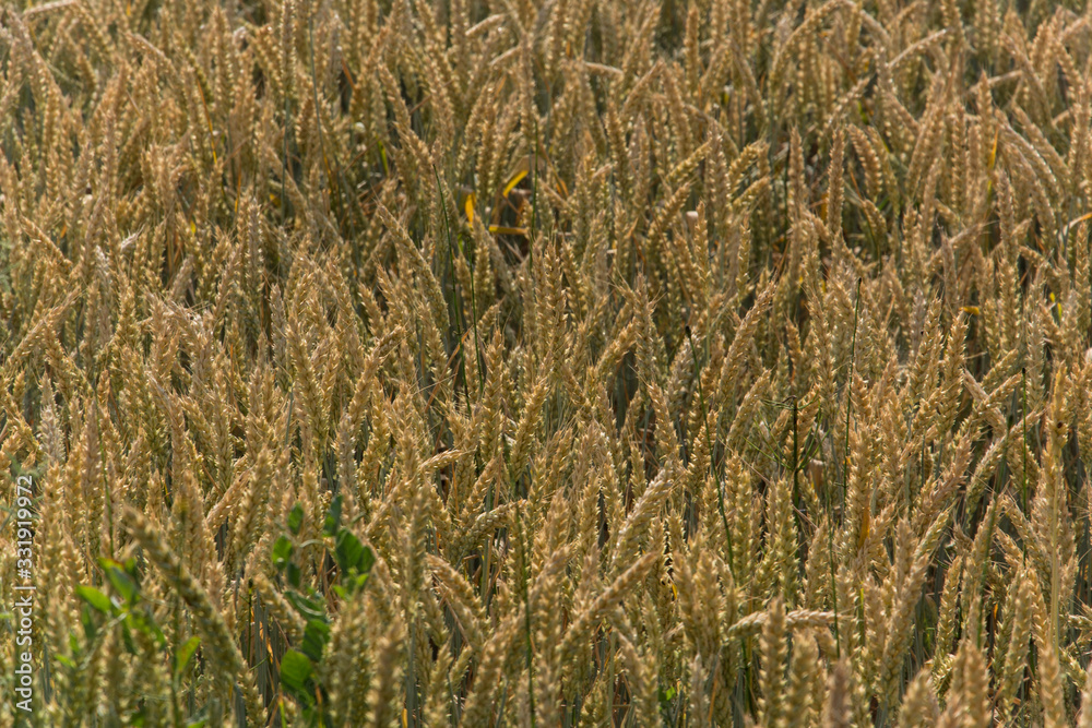 Grano