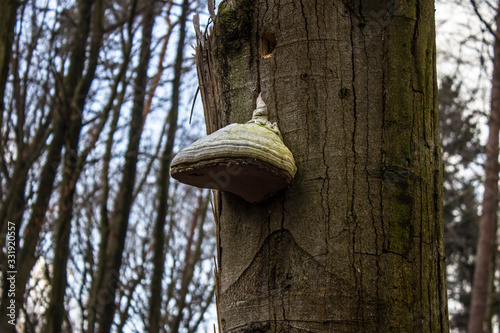 Beautiful forest landscape. A large mushroom grows on a tree.
