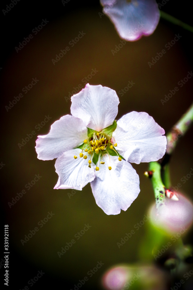 Obraz premium white flowers of apple tree