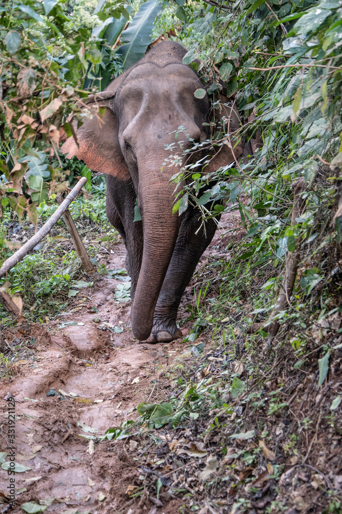 Obraz premium elephant on path in jungle.