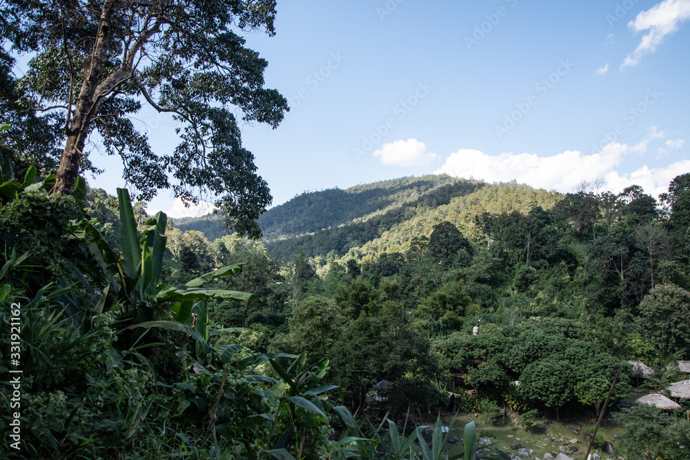 Jungle view