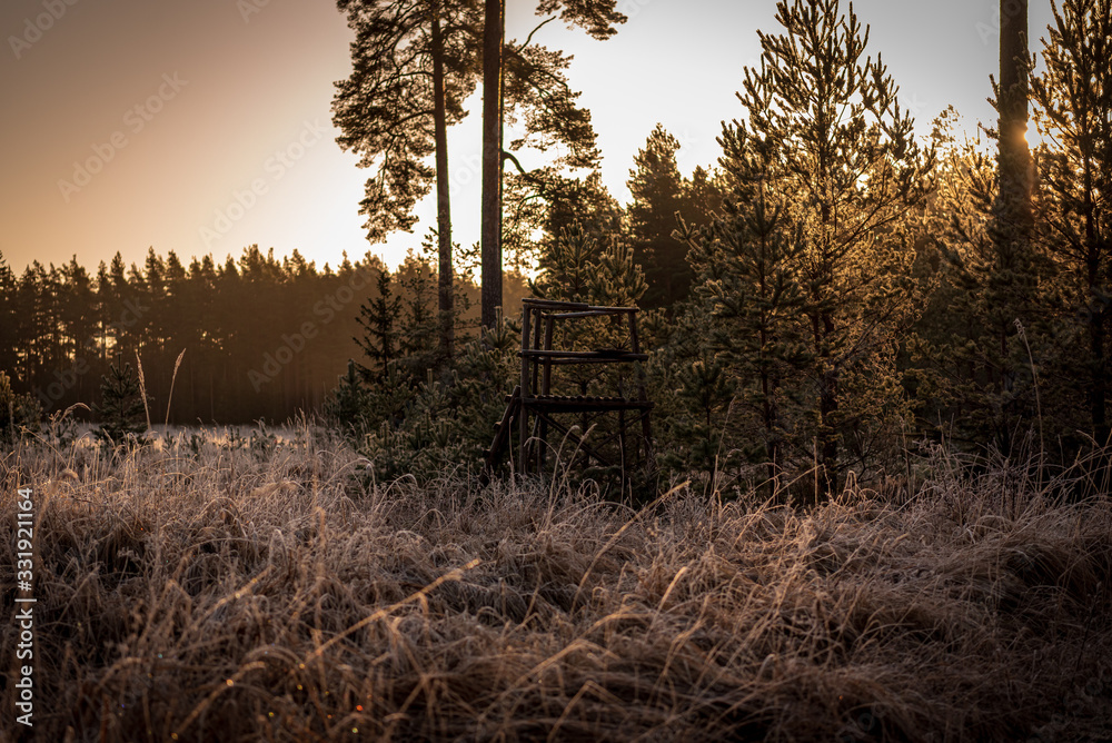 hunter's hunting tower hidden in the sun in the coniferous forest hunter's hunting tower hidden in the sun in the coniferous forest