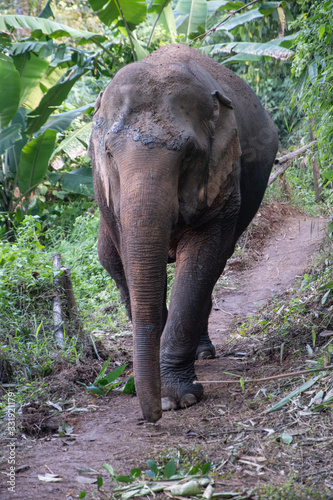 Elephant on Jungle path
